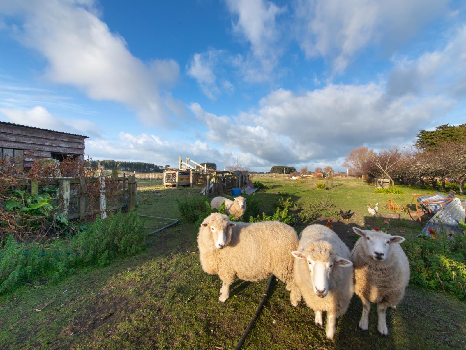 1110 State Highway 1, Himatangi