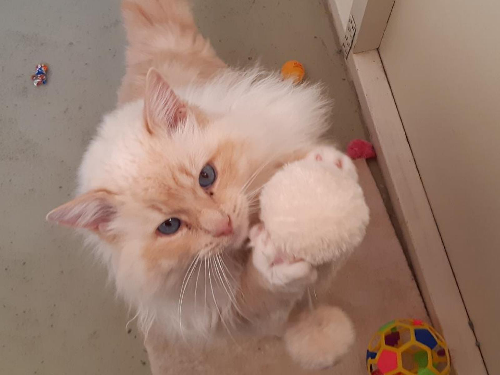 18 Thews Road, Tinwald