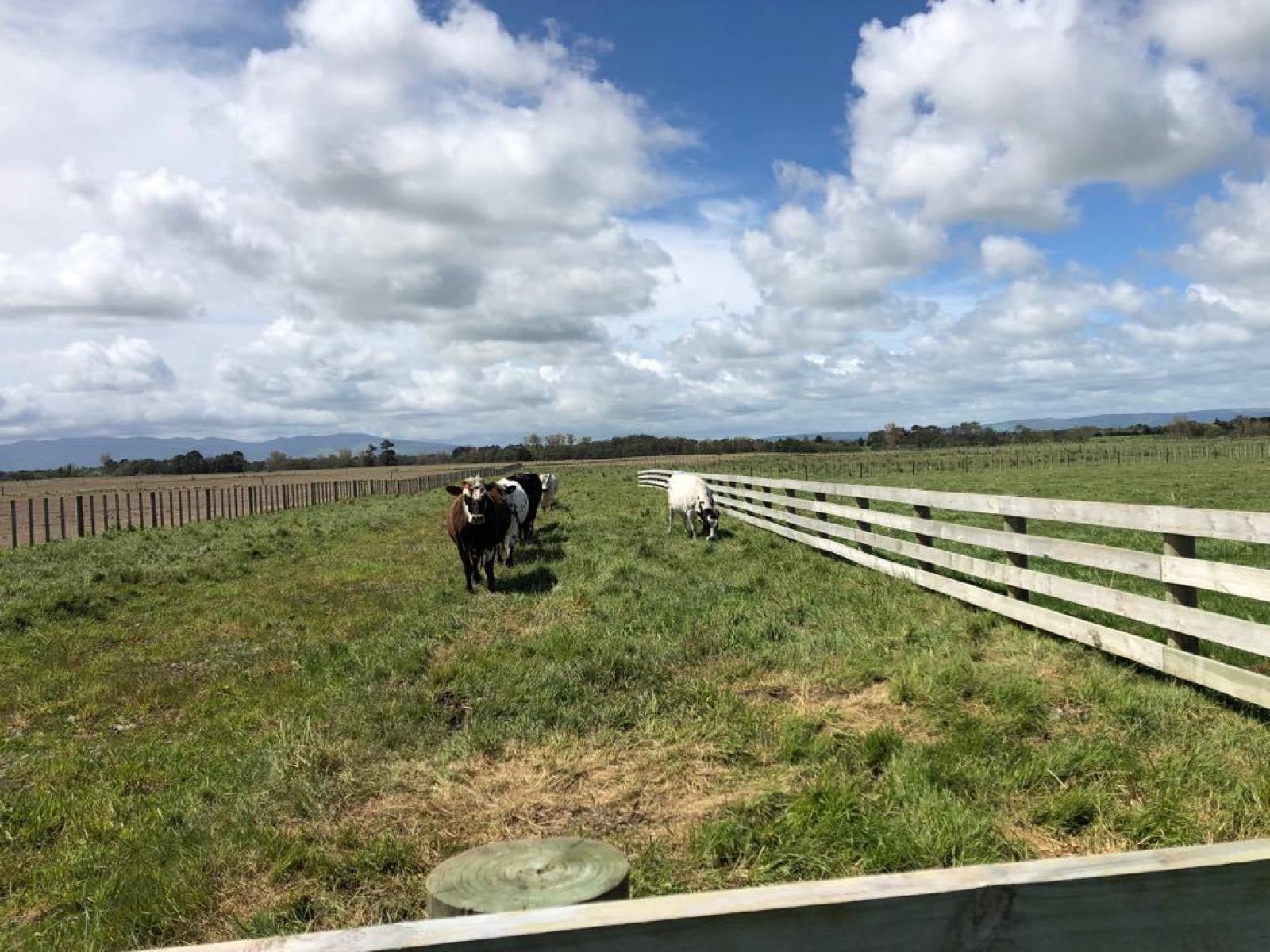 Lot 1 Pharazyn Road, Feilding