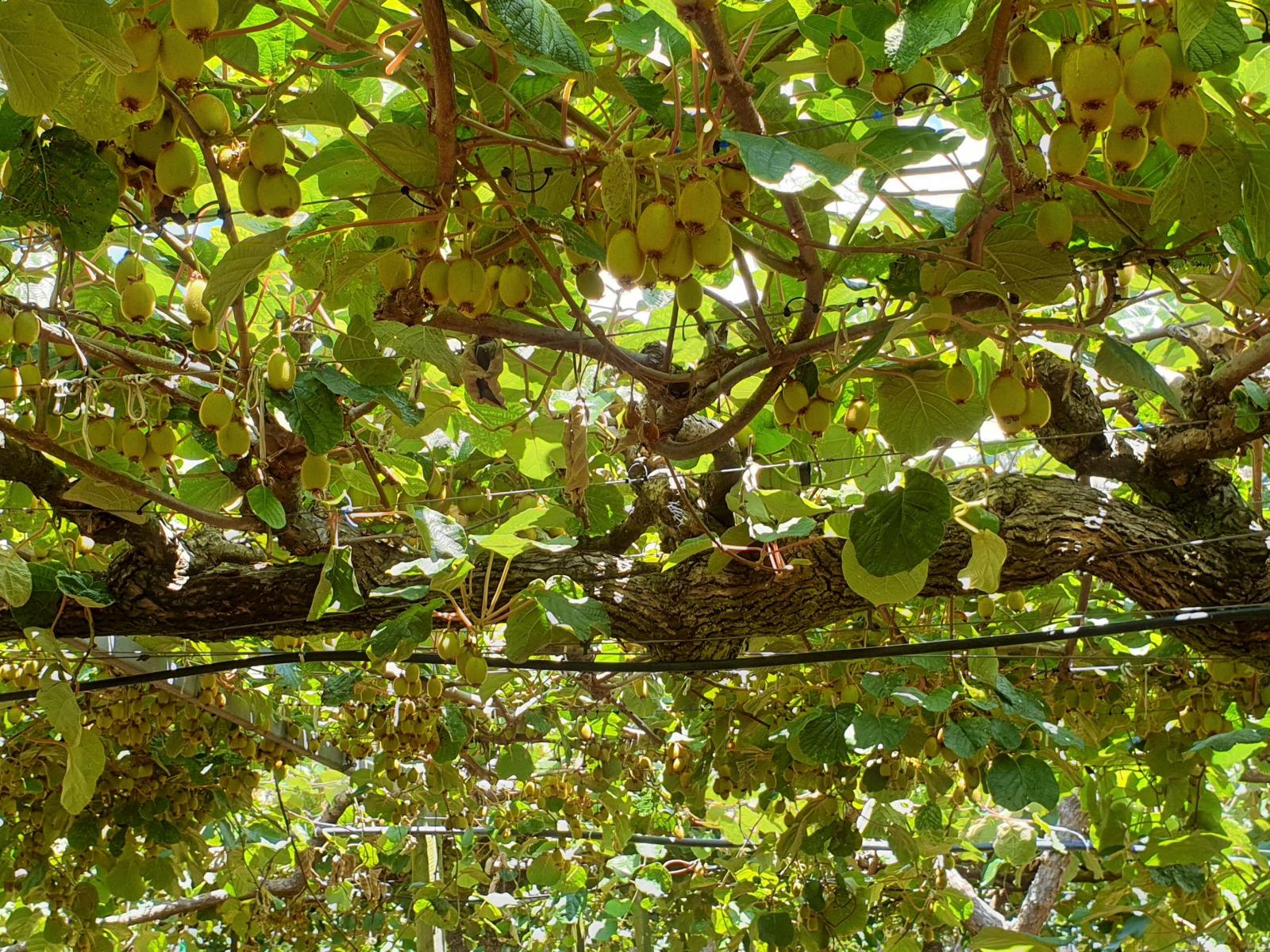 98 Angle Road, Awakeri