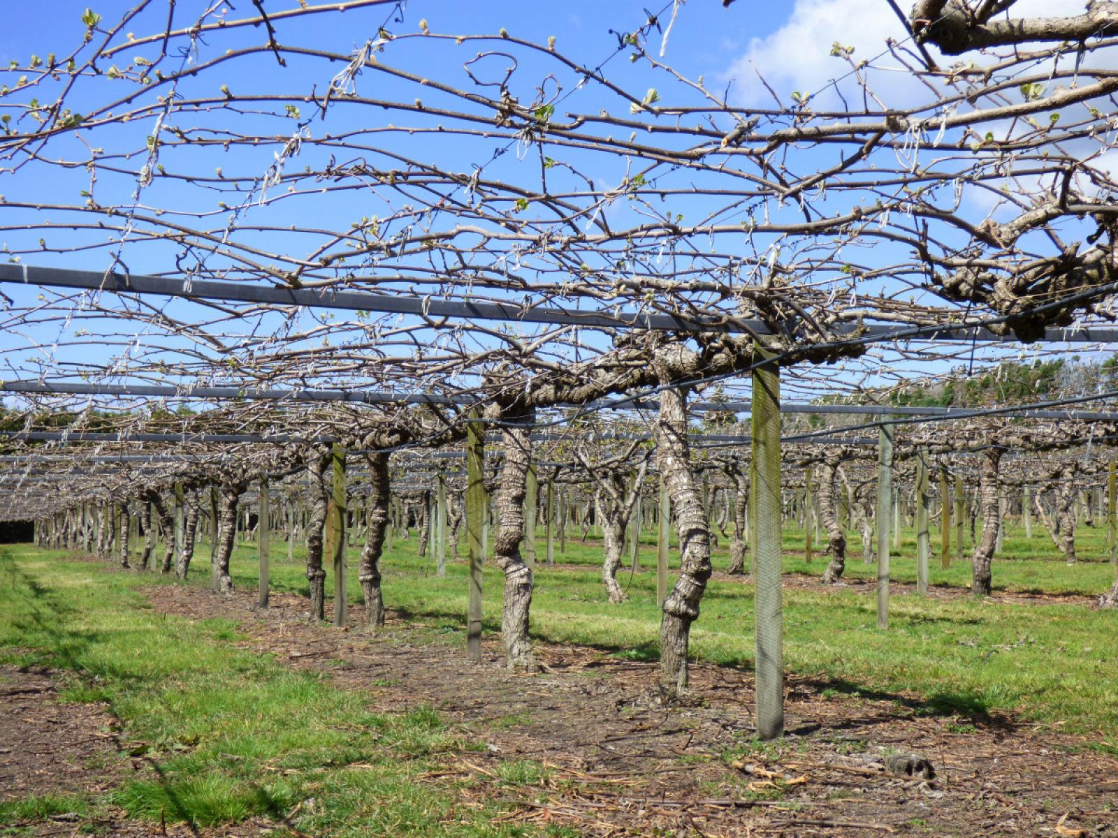 98 Angle Road, Awakeri