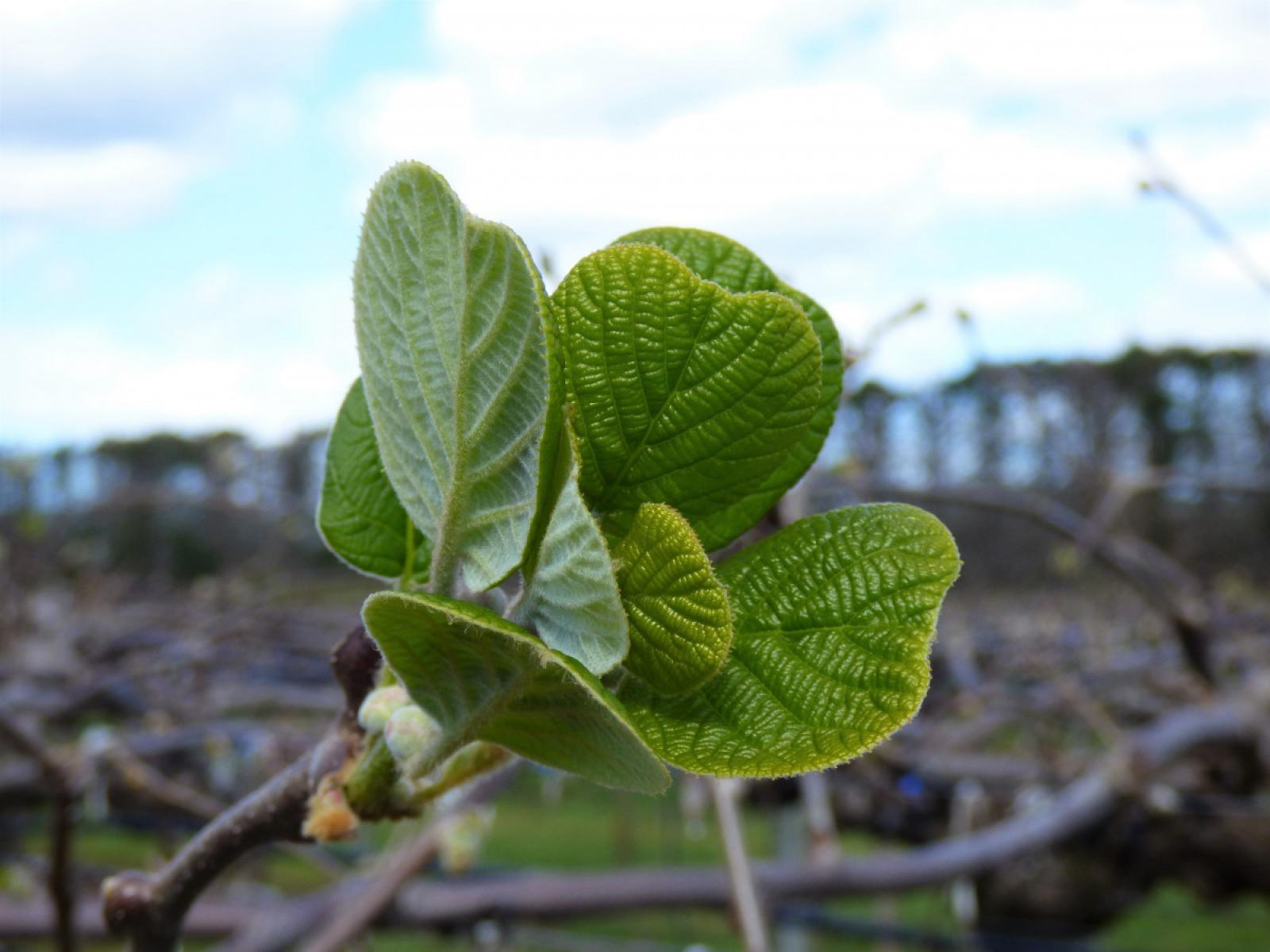 98 Angle Road, Awakeri