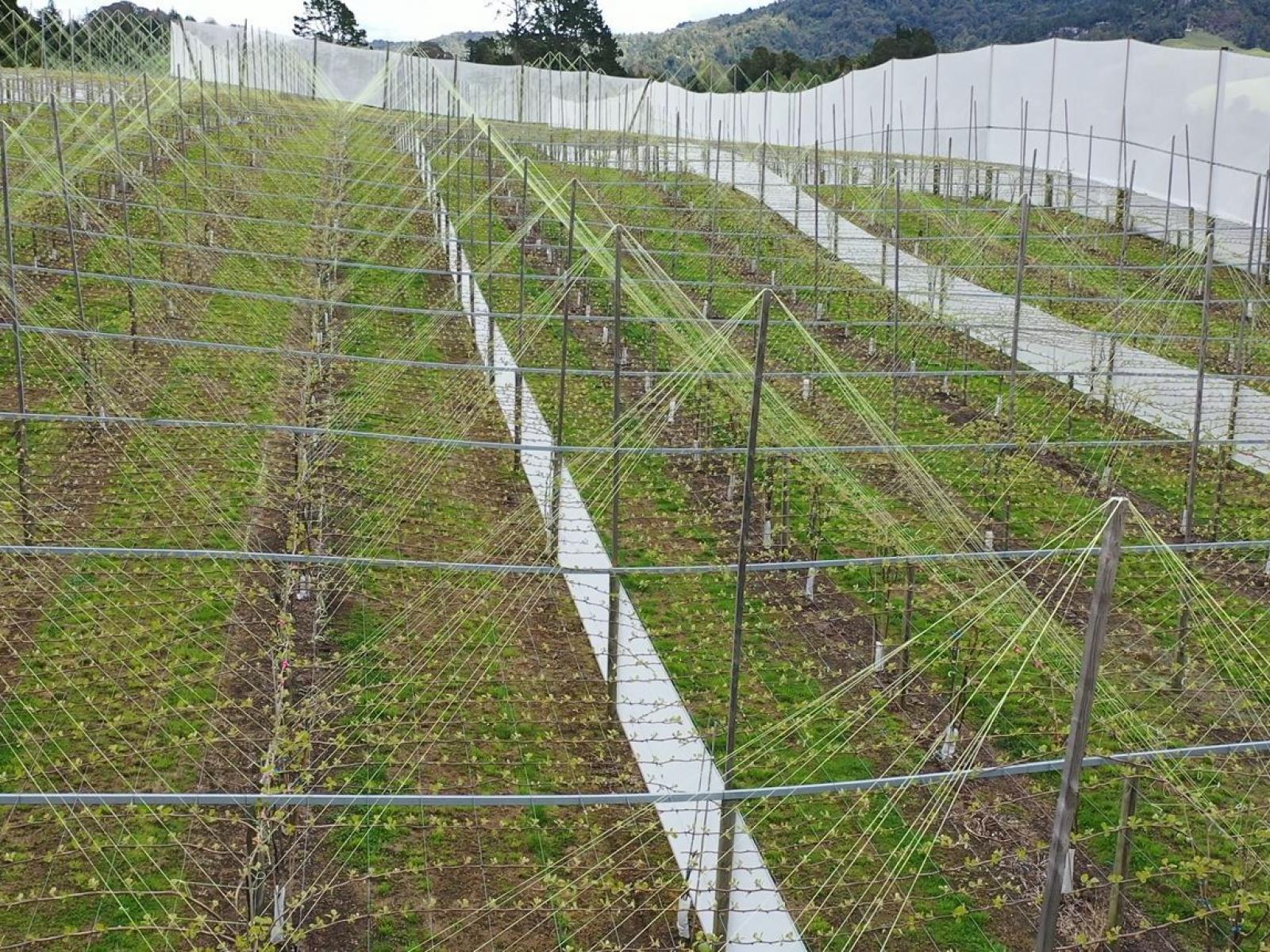 1335 No 3 Road, Te Puke