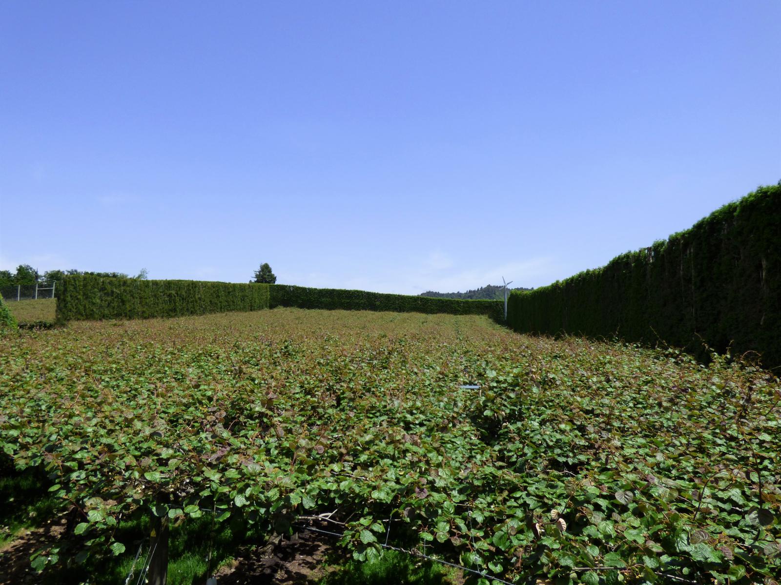 1335 No 3 Road, Te Puke