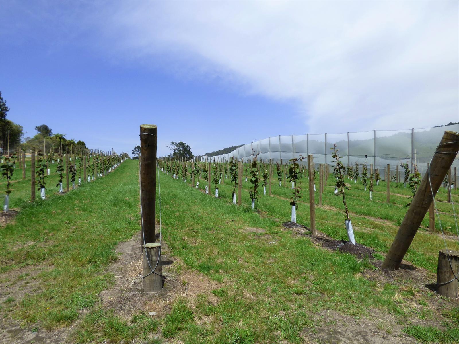 1335 No 3 Road, Te Puke