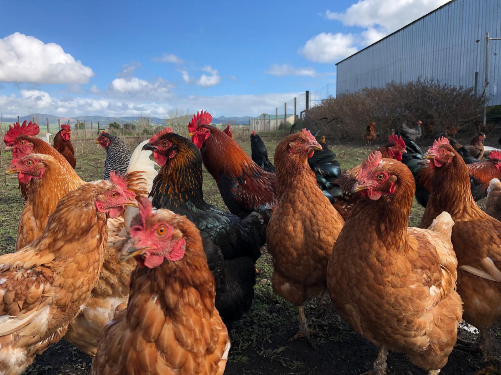 22 Rountree Road, Ngatea