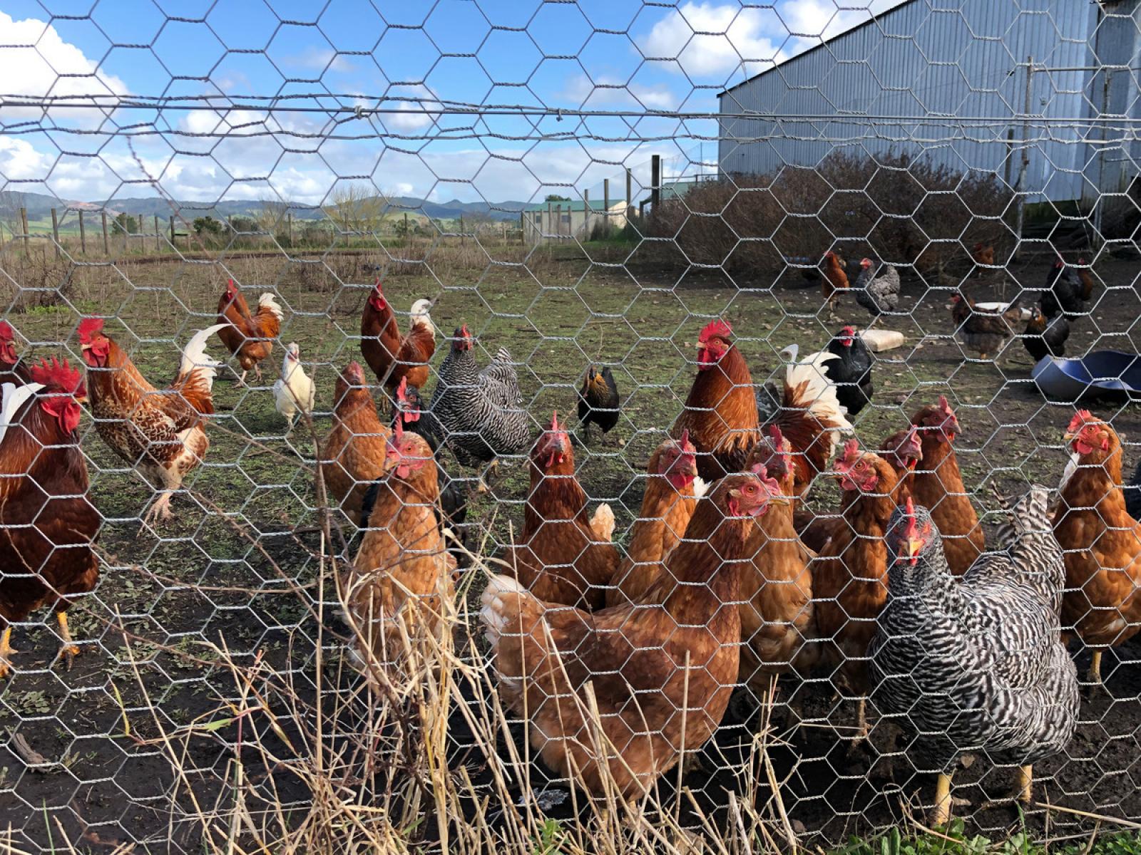 22 Rountree Road, Ngatea