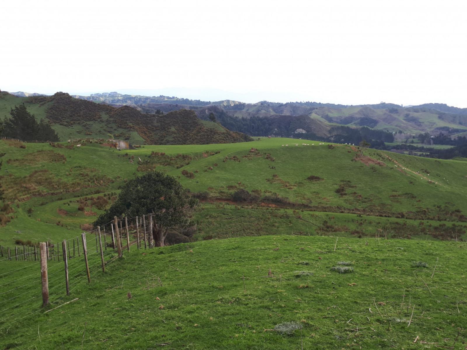 490 Autawa Road, Tarata