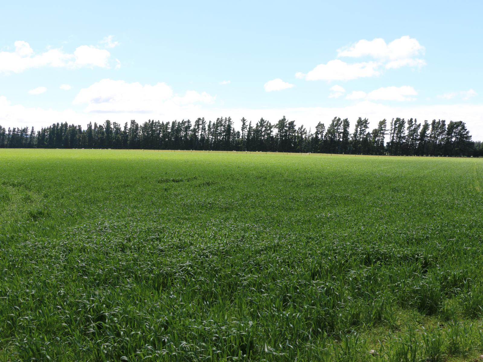 FOR LEASE, 263 Windwhistle Road, Glenroy