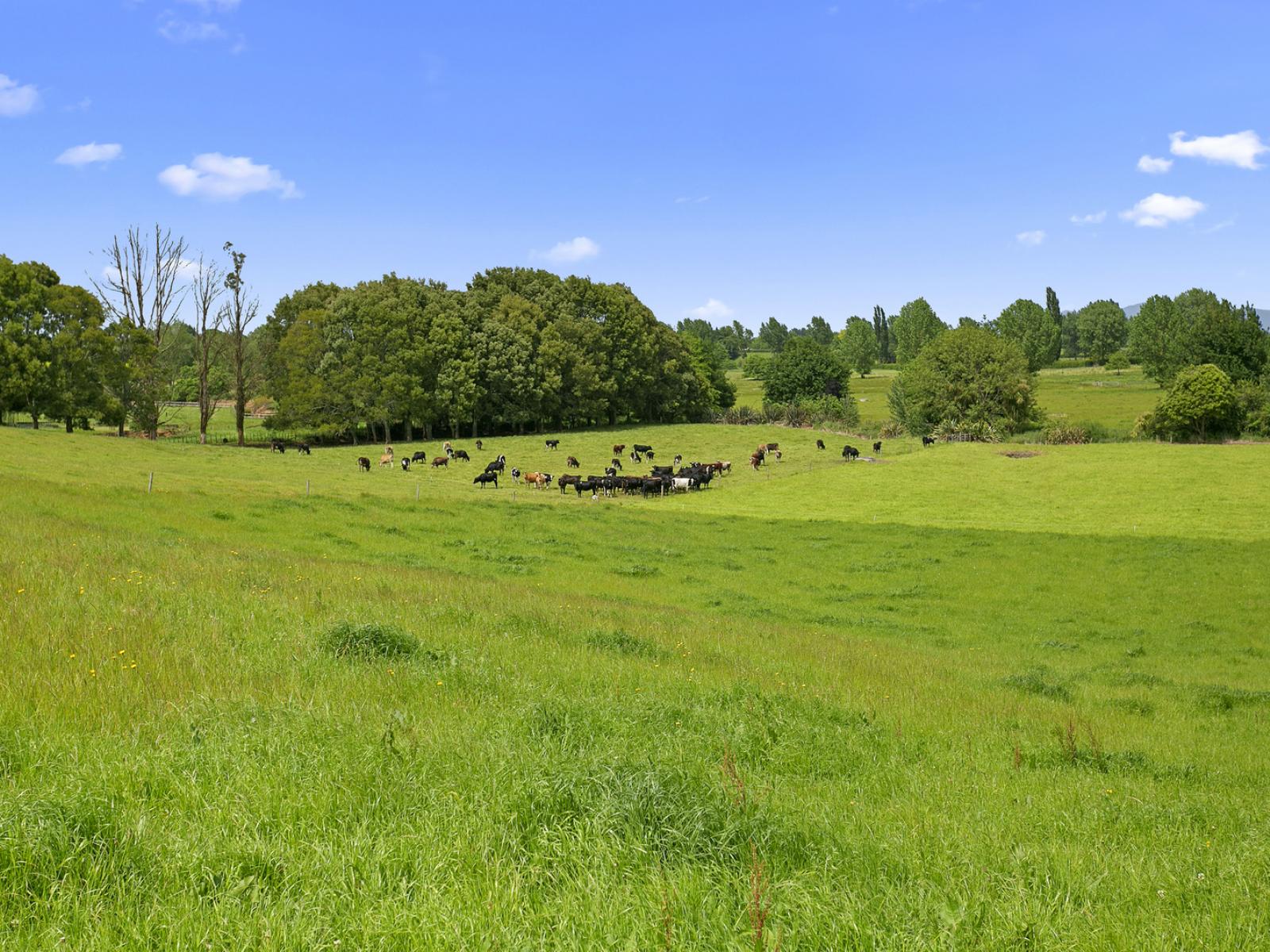 19 Puketutu Road, Matamata