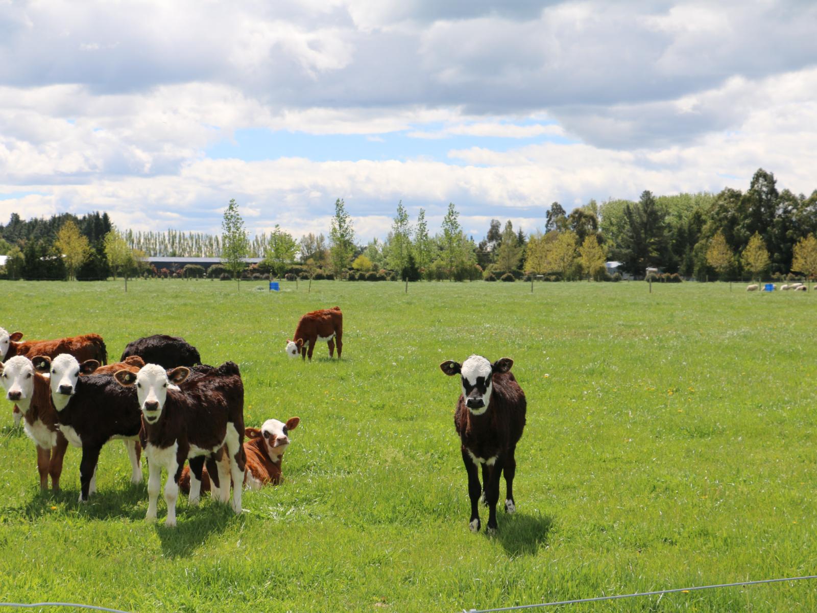 18 Thews Road, Tinwald