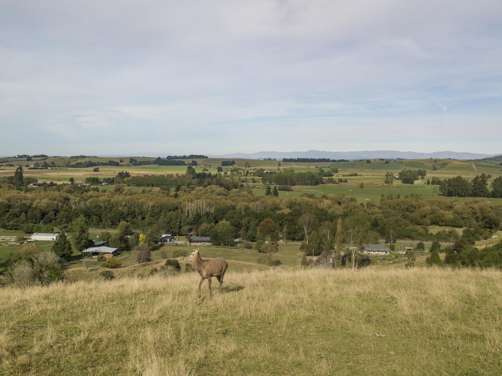 548 Pleasant Valley Road, Geraldine