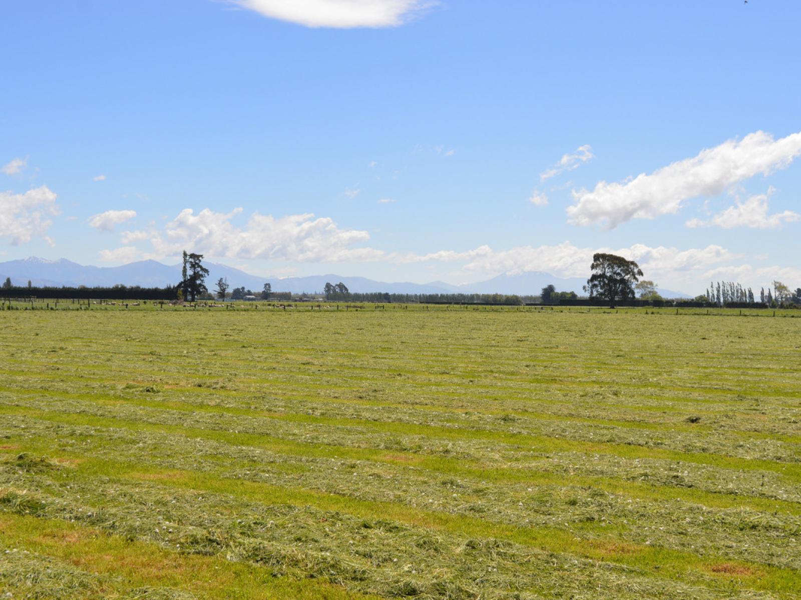 59 North Town Belt, Temuka