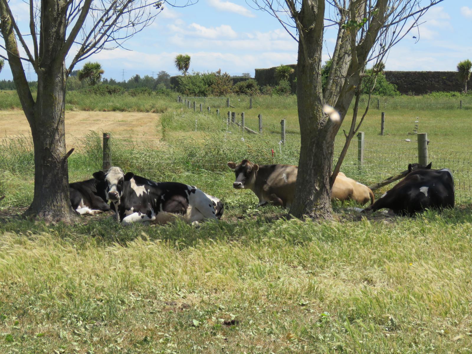 Lot 3 and 4 Chisnalls Road, Hinds