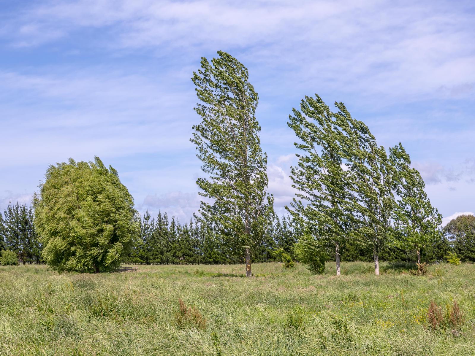 438 Park Road, Parkvale