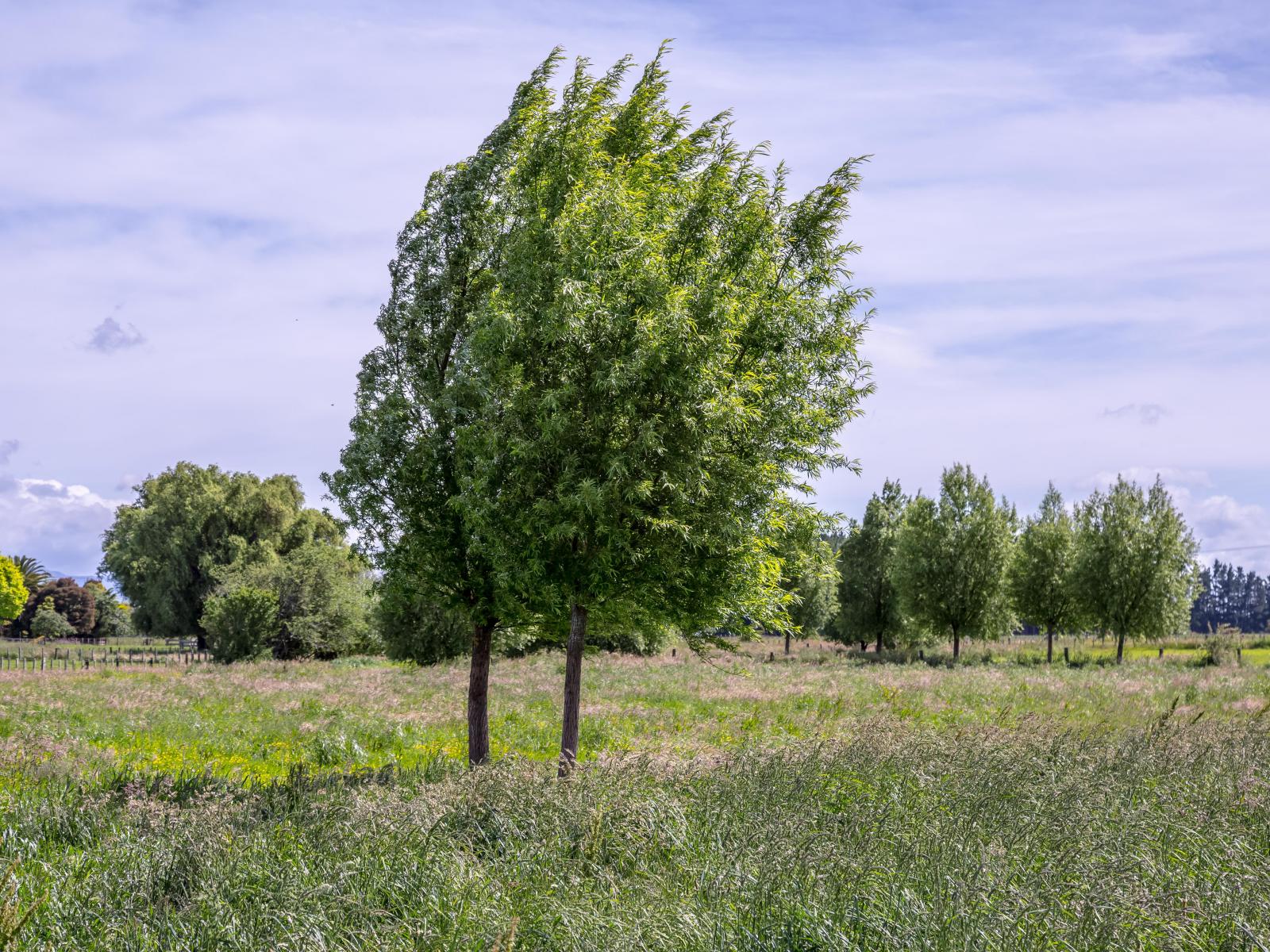 438 Park Road, Parkvale