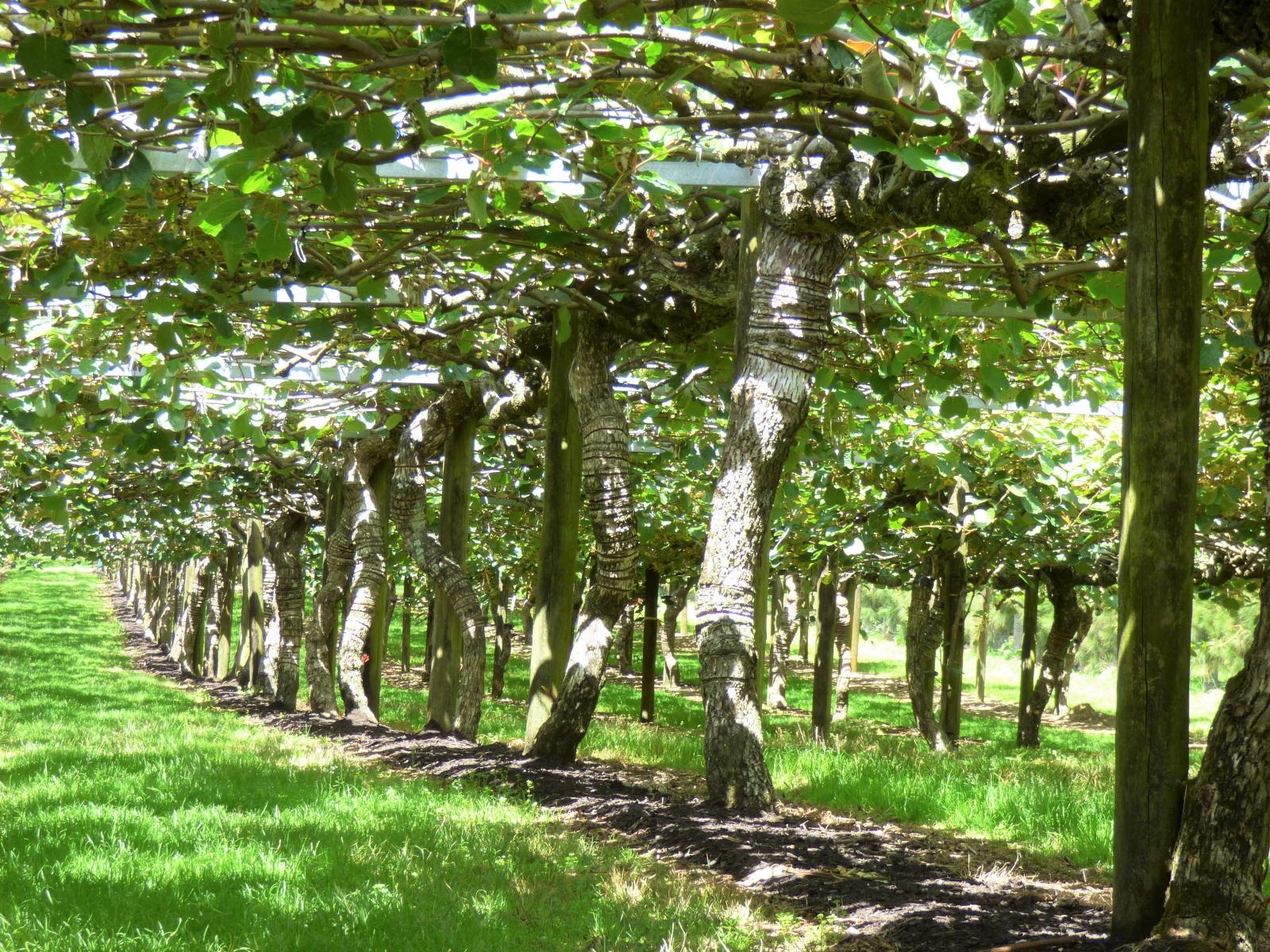 1335 No 3 Road, Te Puke