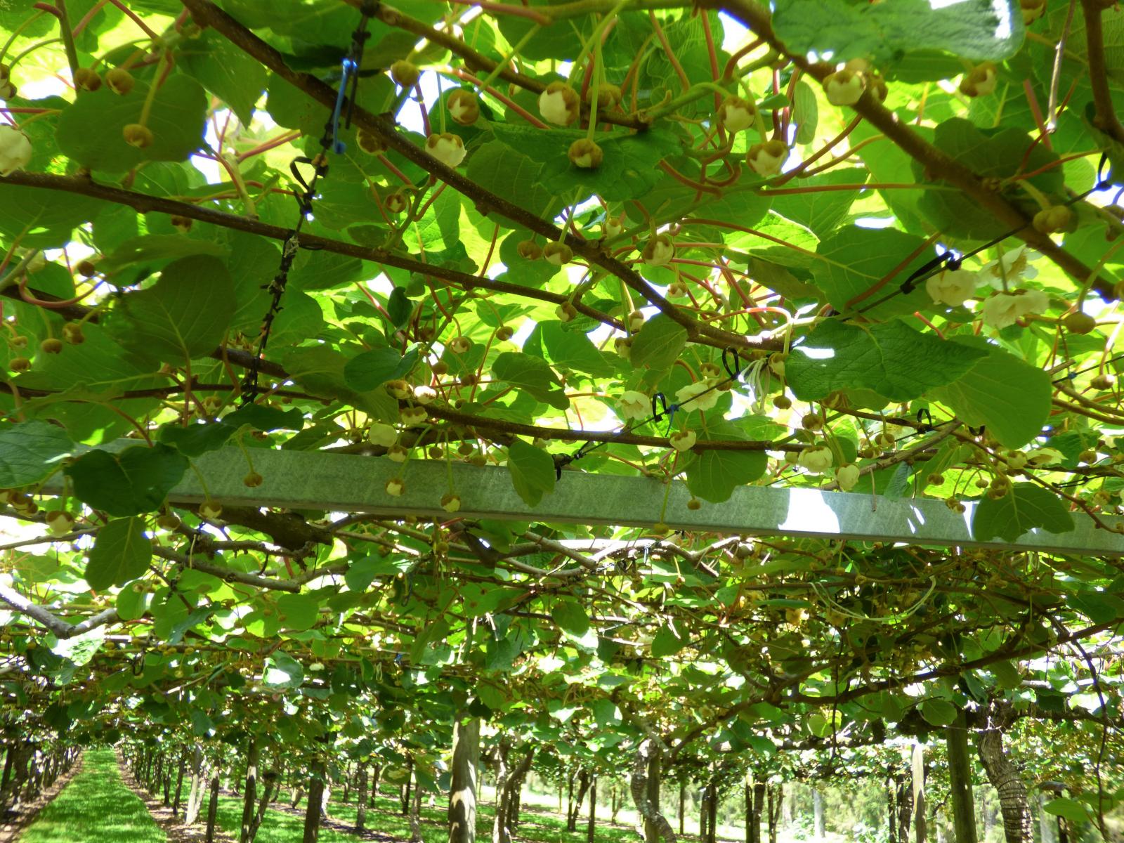 1335 No 3 Road, Te Puke