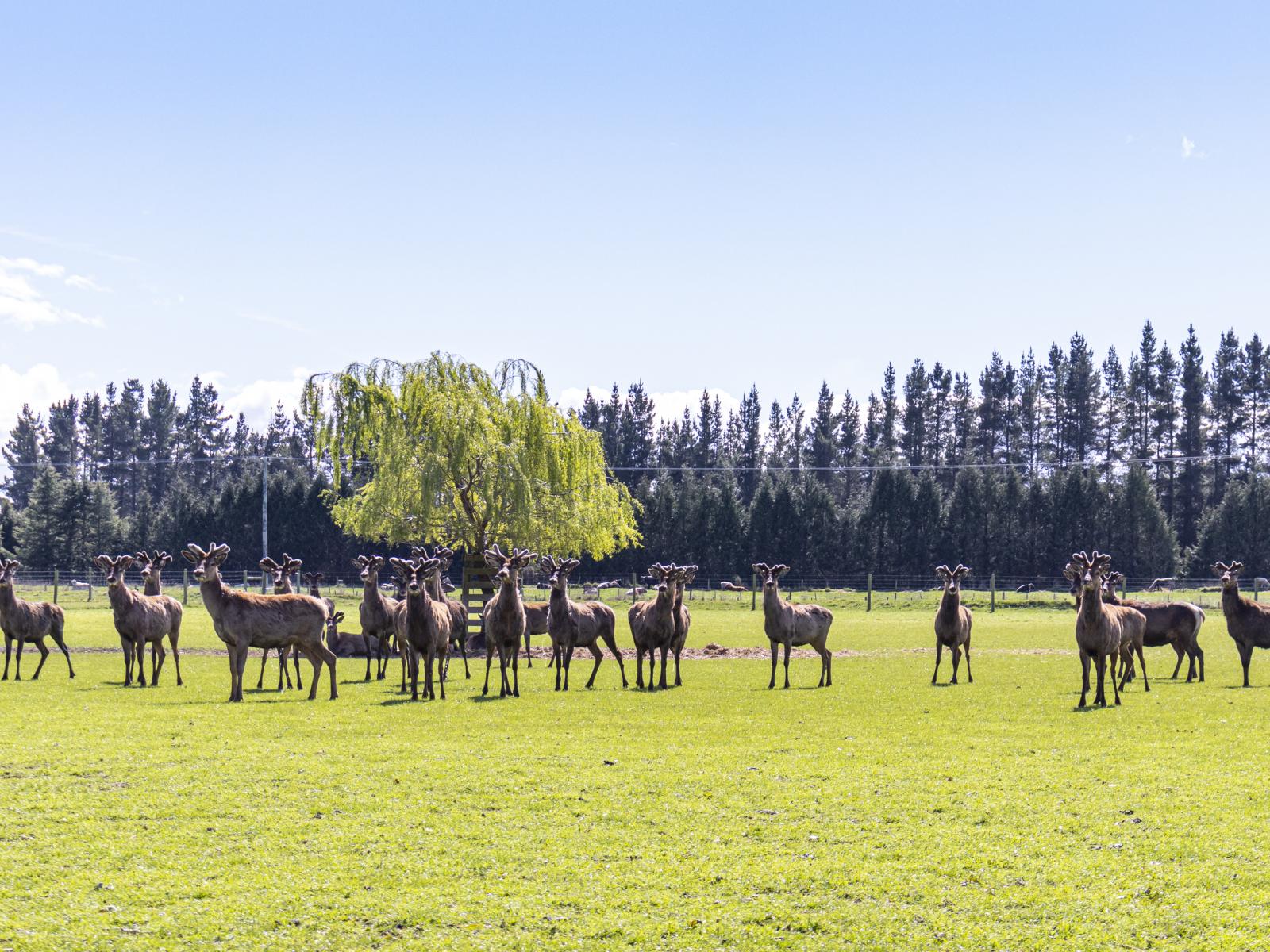 1064 Ashburton Staveley Road, Greenstreet