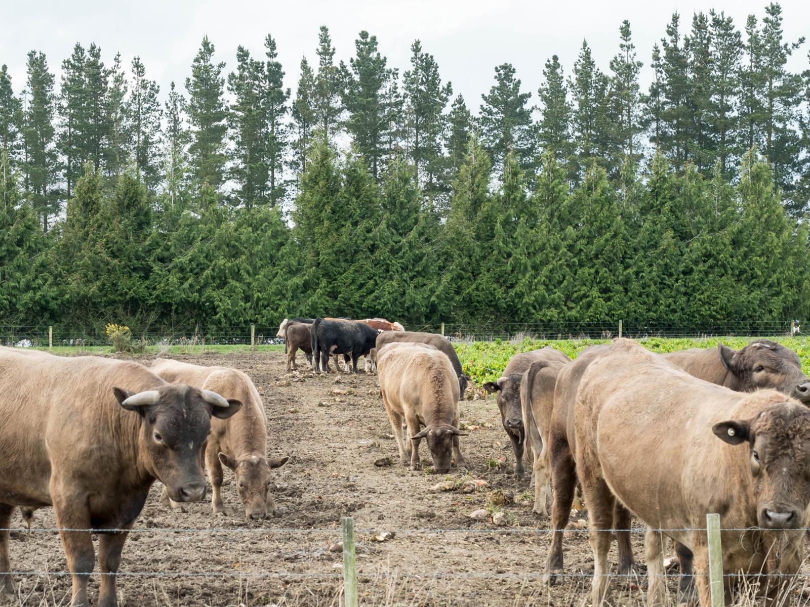 1064 Ashburton Staveley Road, Greenstreet